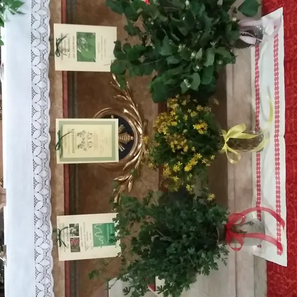 2019 Heilpflanzen des Jahres